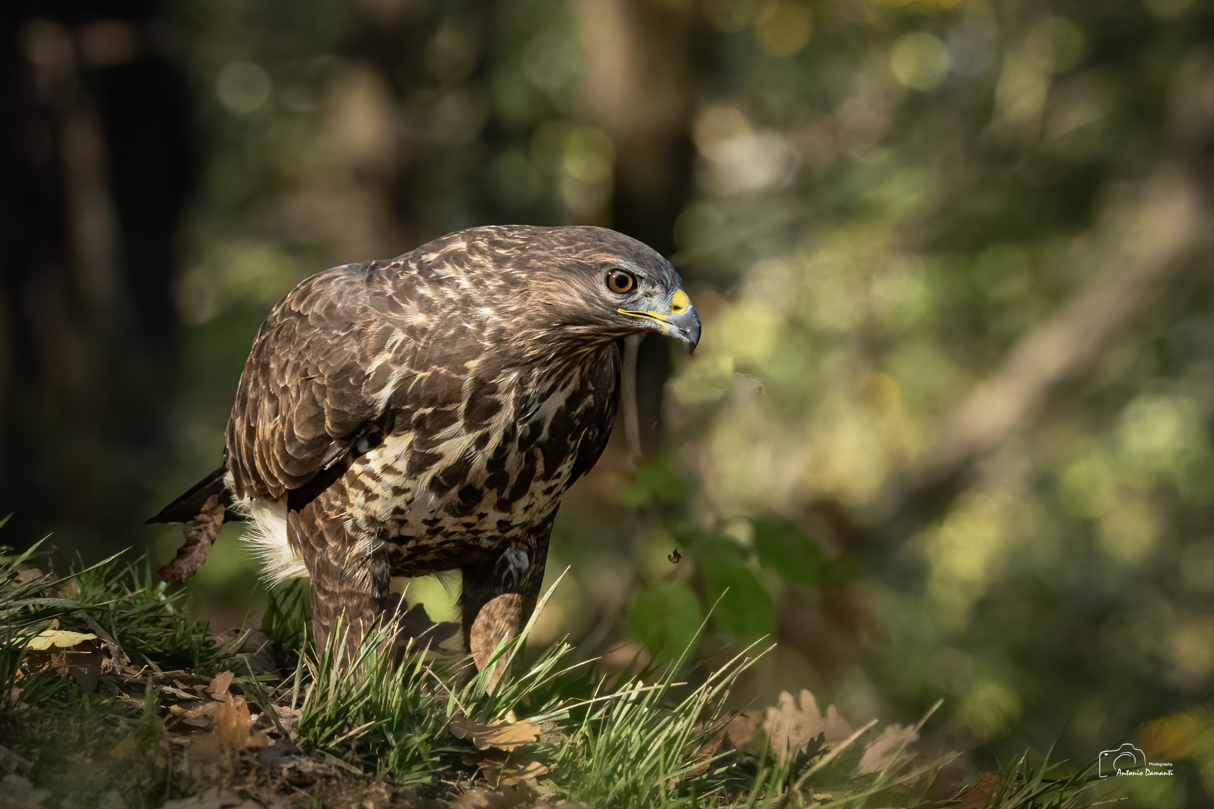 Buzzard