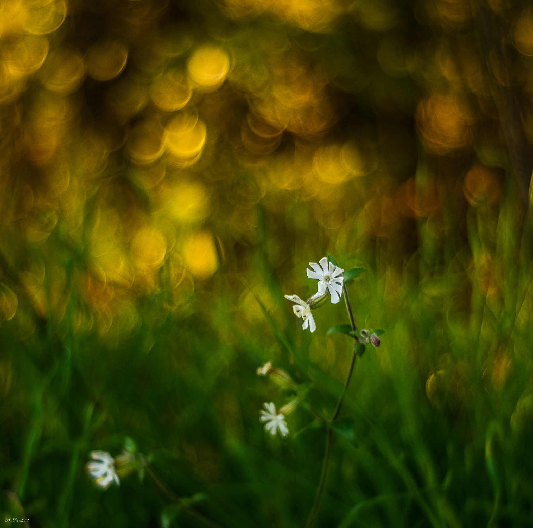 little white flowers