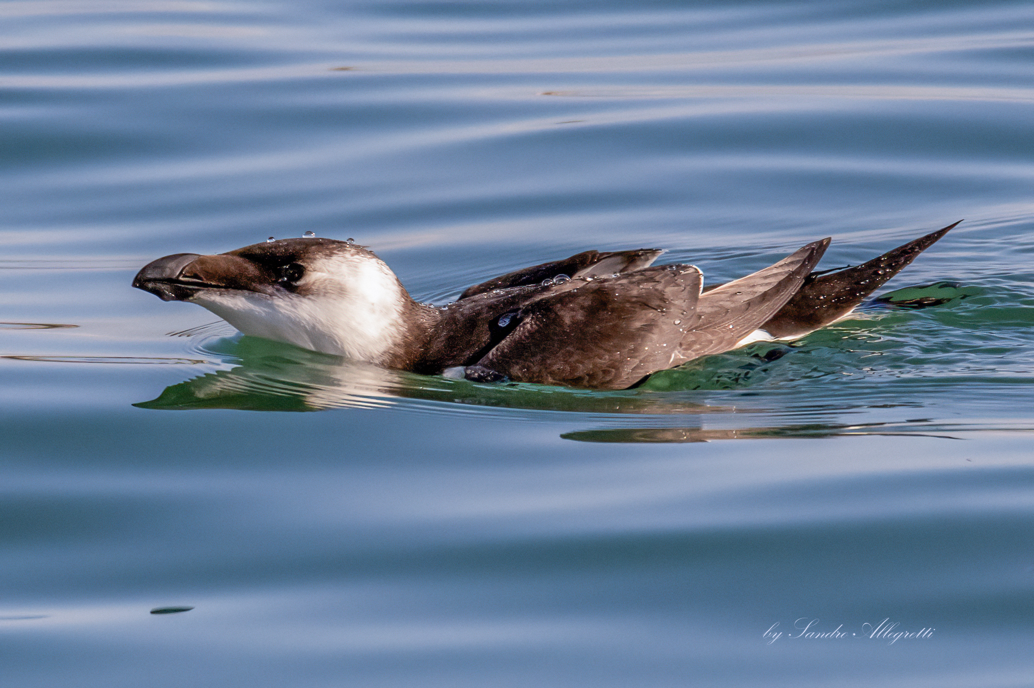 La gazza marina (Alca torda)