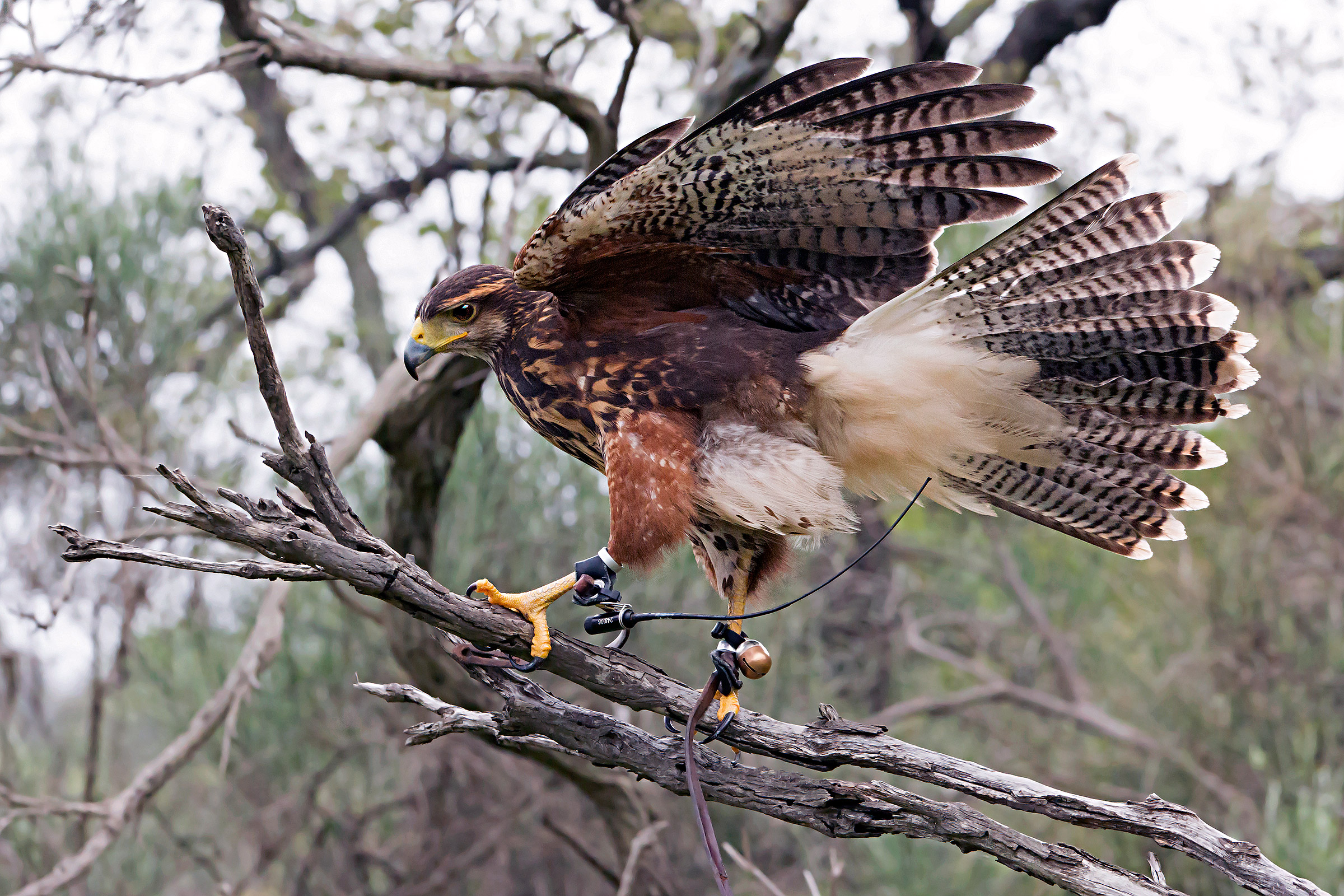 Zen, Poiana del deserto
