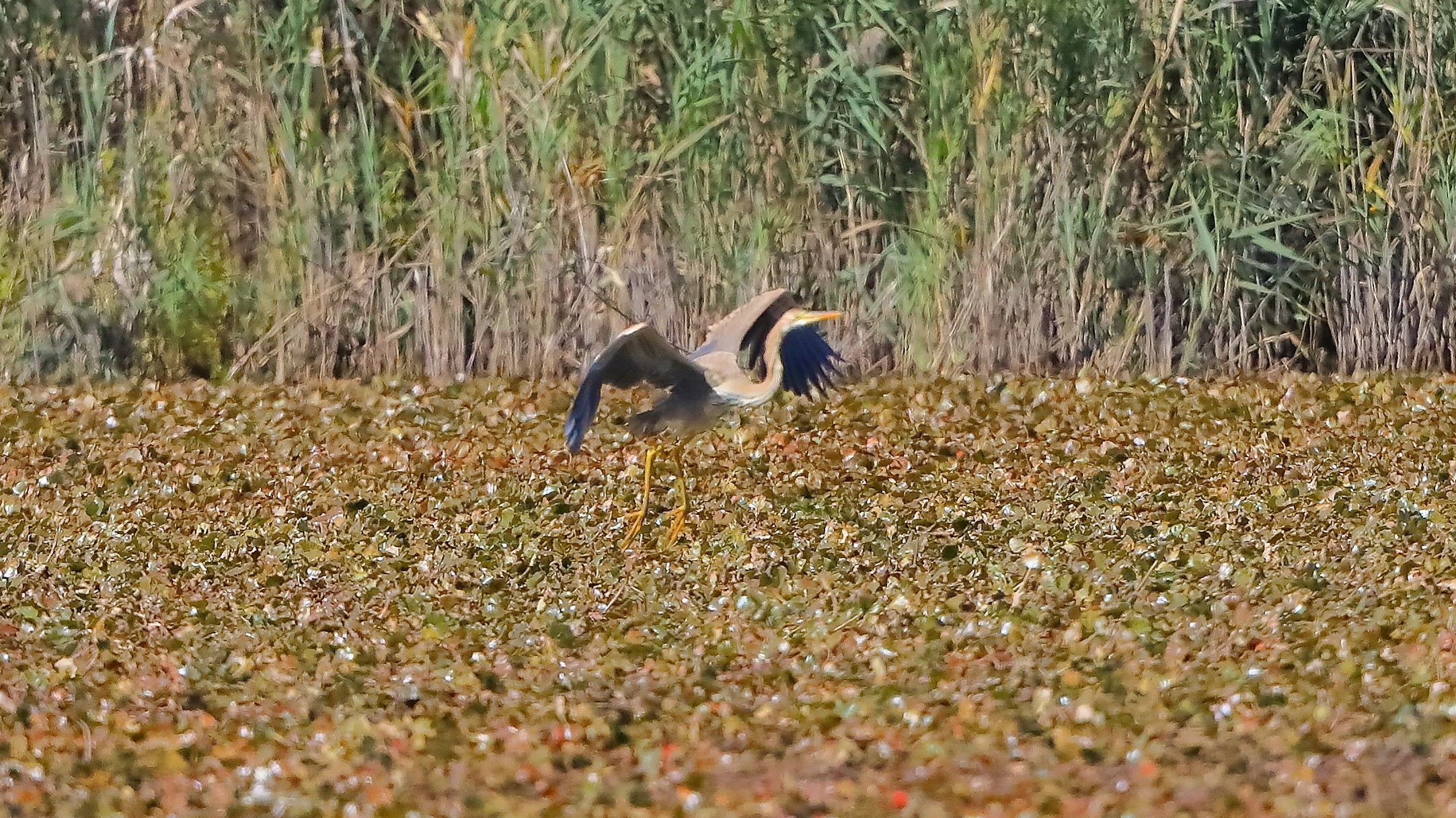 airone rosso 20-09-2022