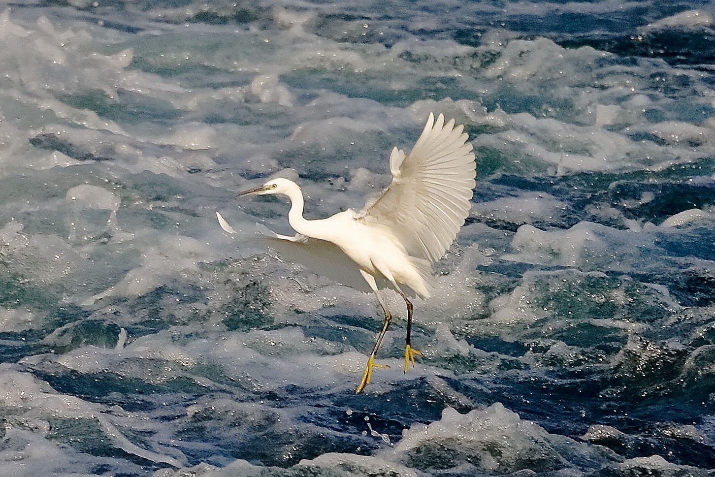 garzetta 19 ottobre 2022