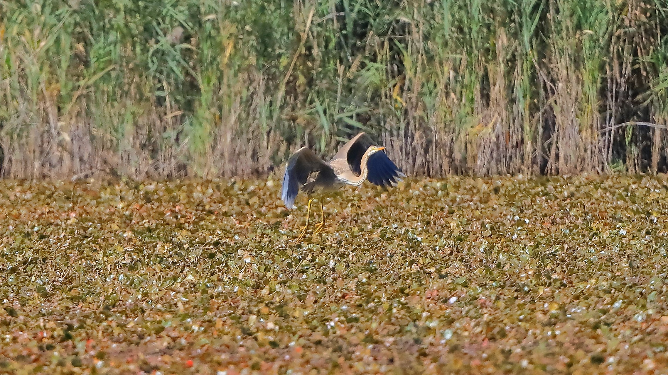 airone rosso 20-09-2022