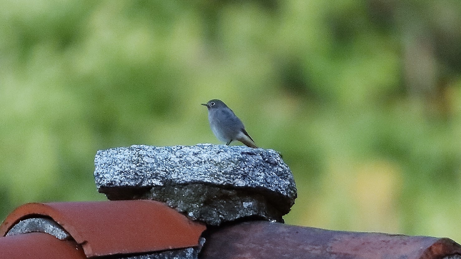 Codirosso sp 27 ottobre 2022-1031-