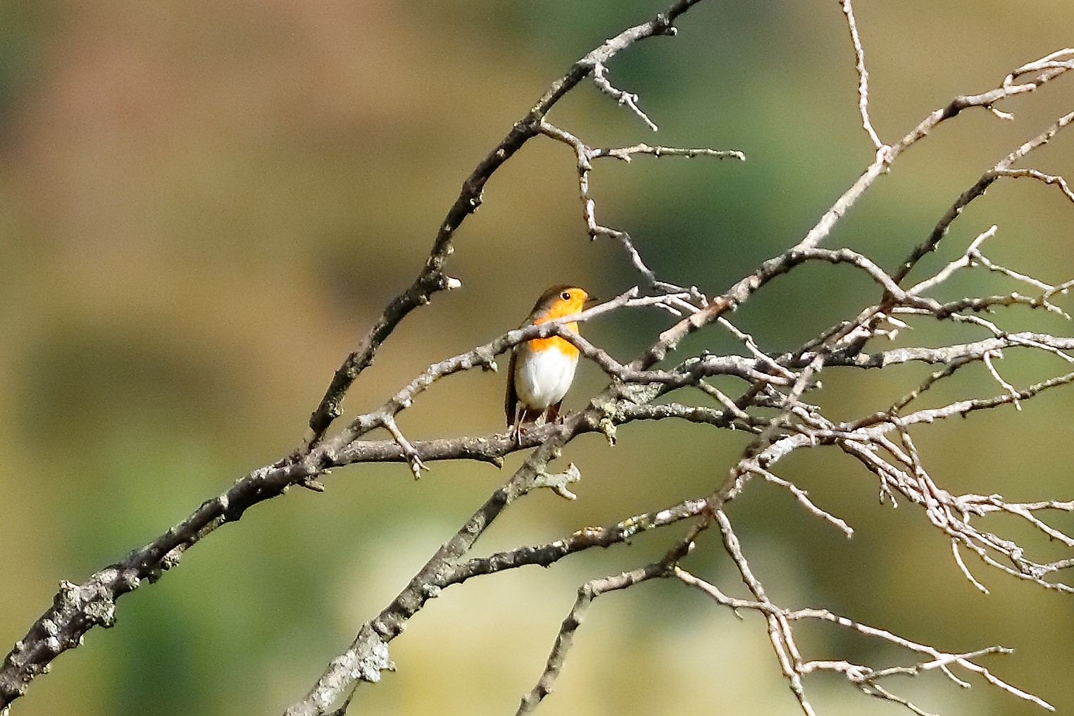 Pettirosso 27 ottobre 2022-1069-