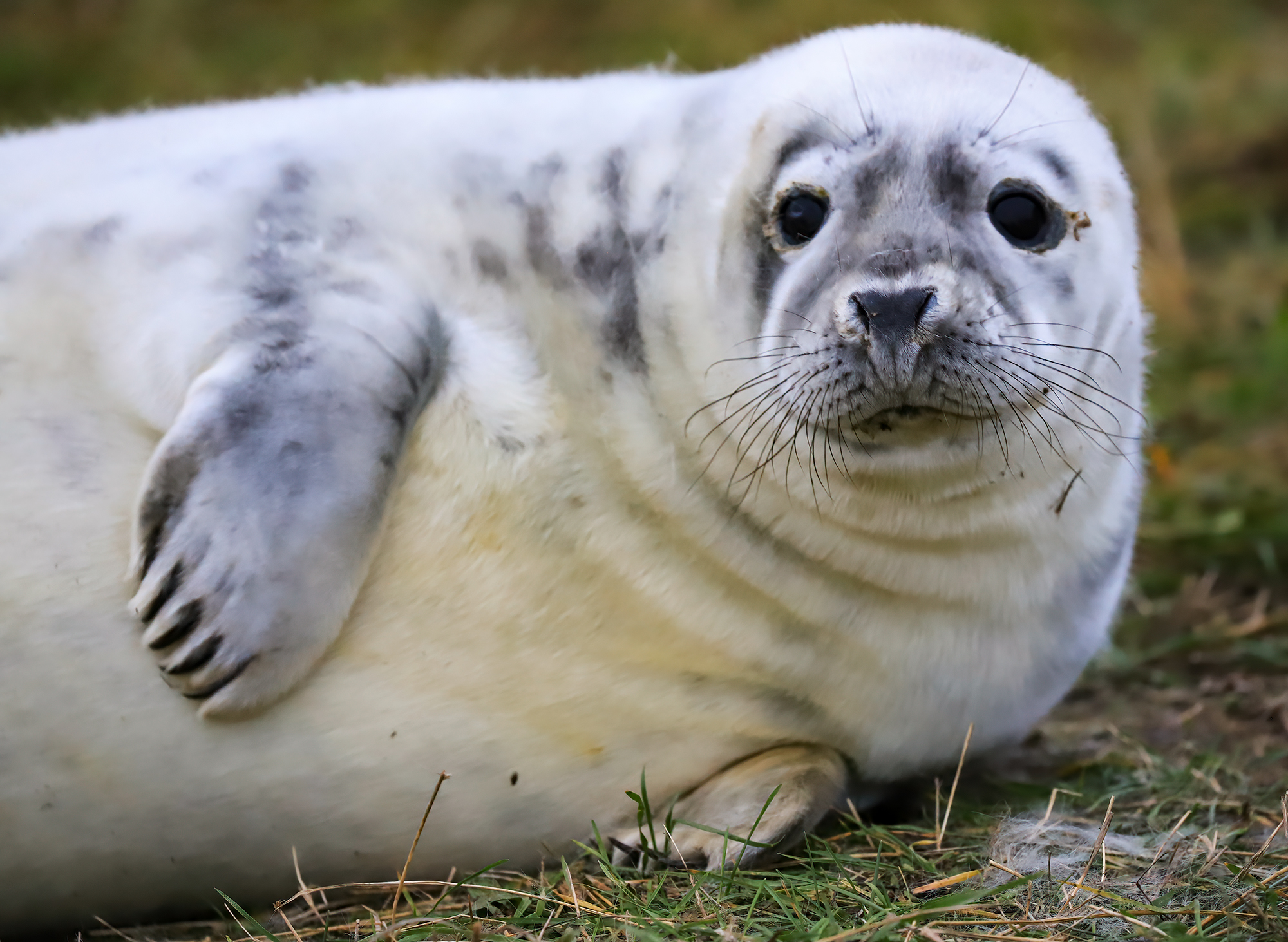 Donna NooK's seals