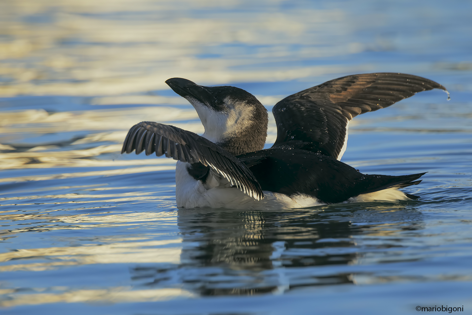 Razorbill