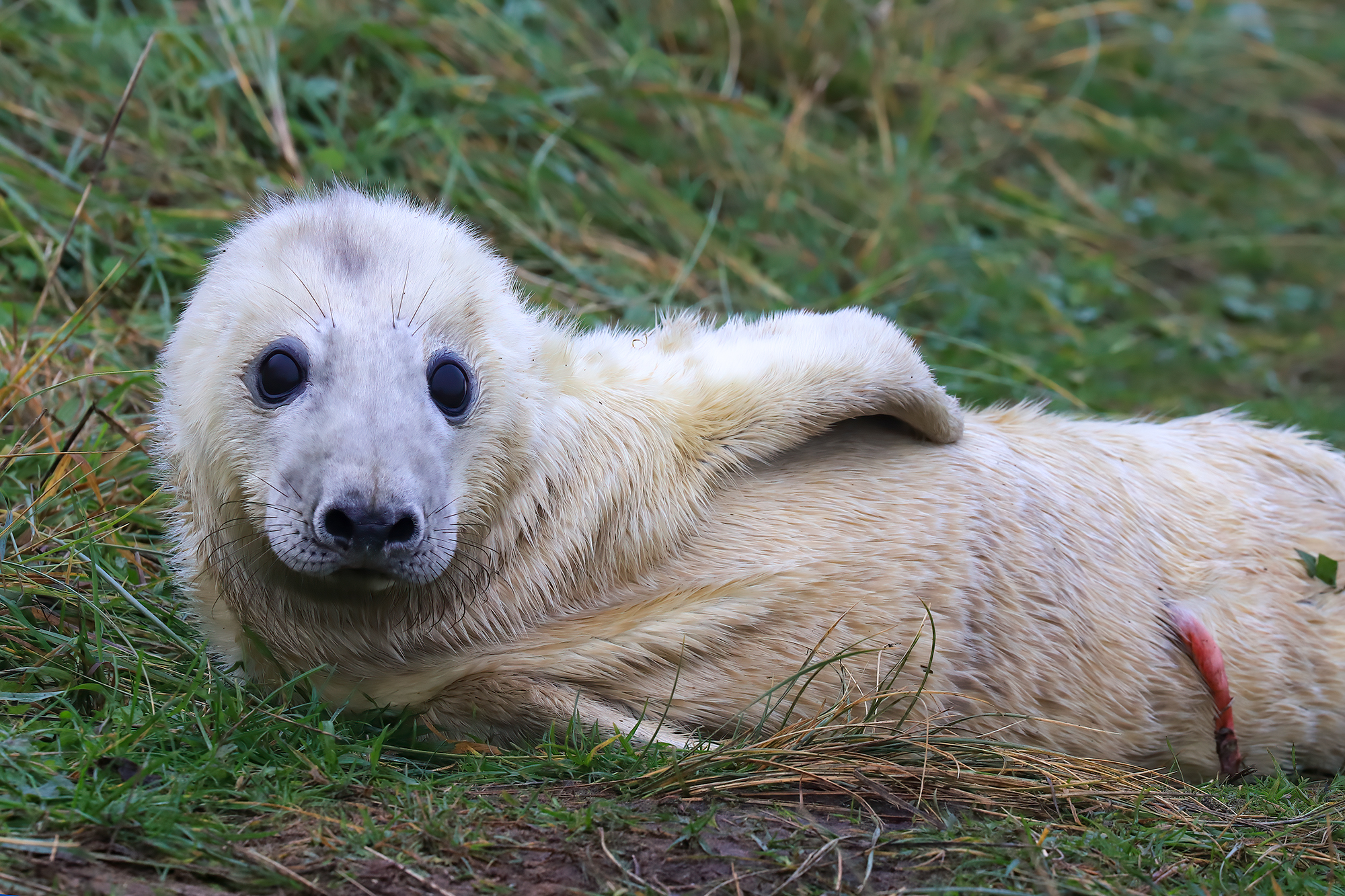 Grey Seal Cub
