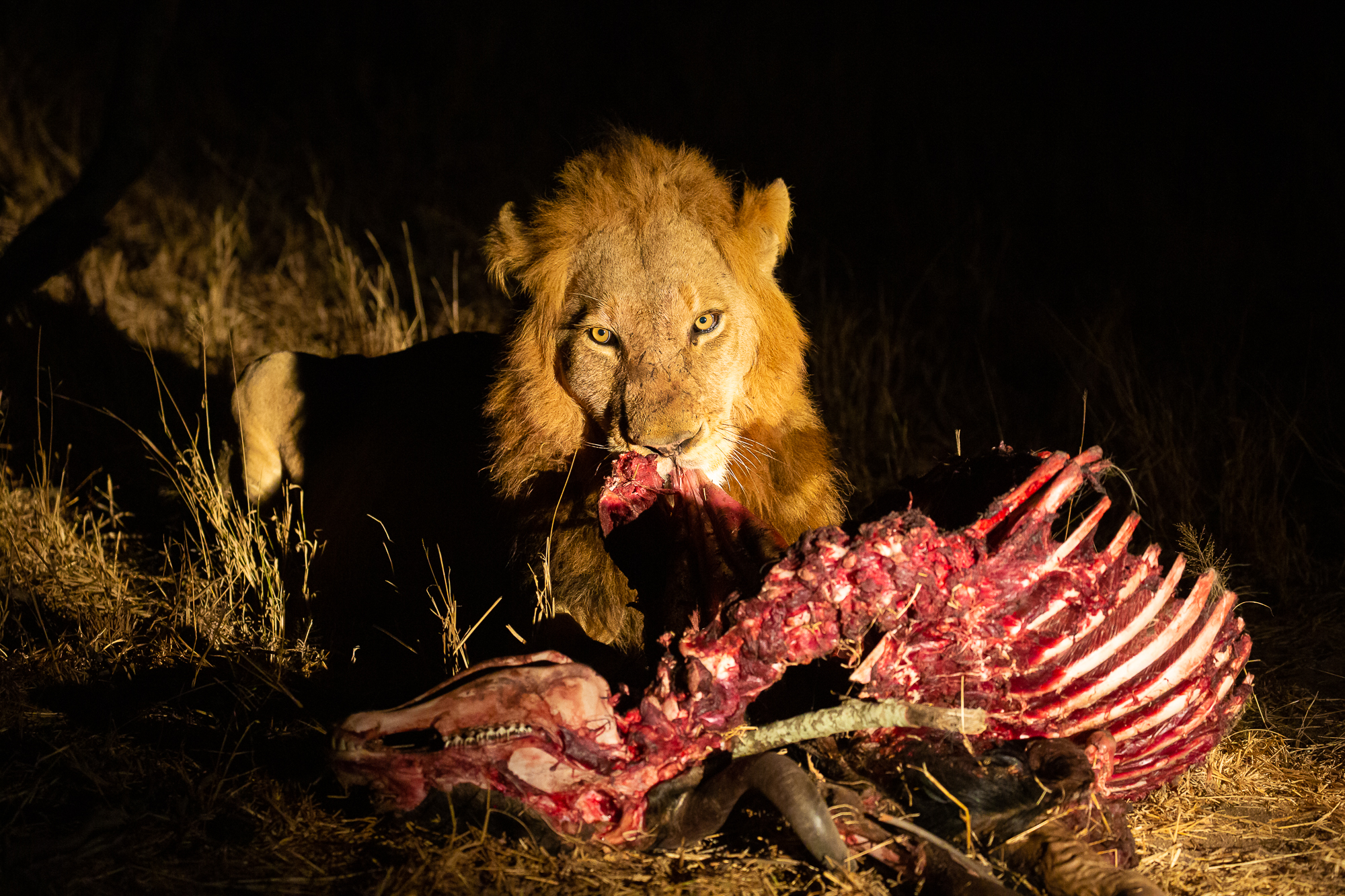 La bocca sollevò dal fiero pasto...