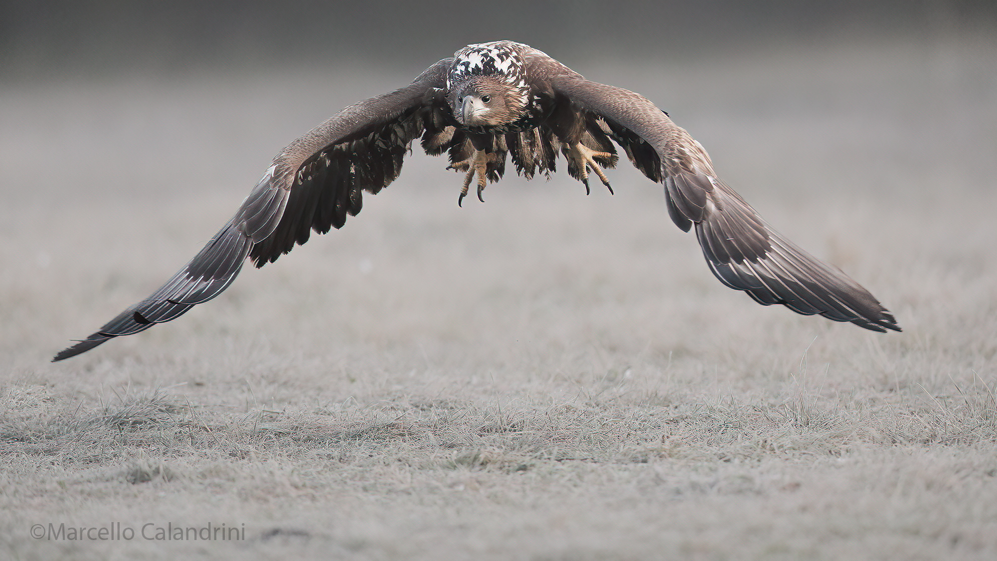 White-tailed sea eagle