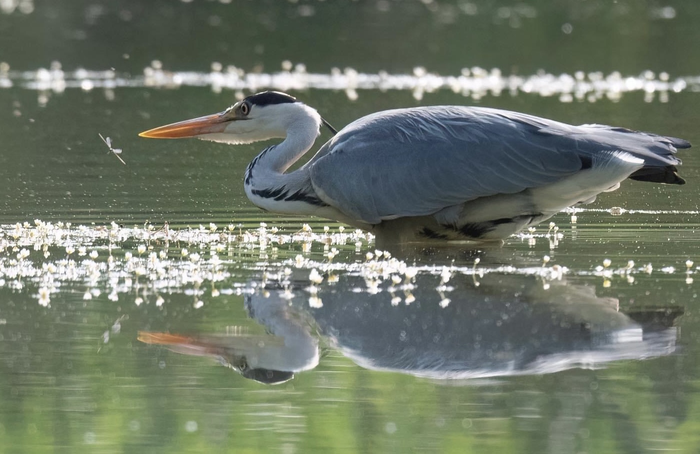 Cenerino e libellula