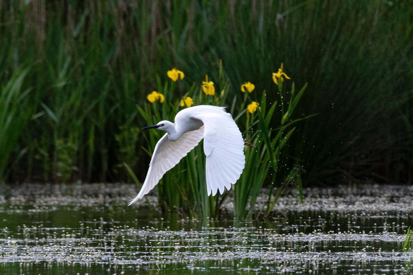 Tra i gigli acquatici