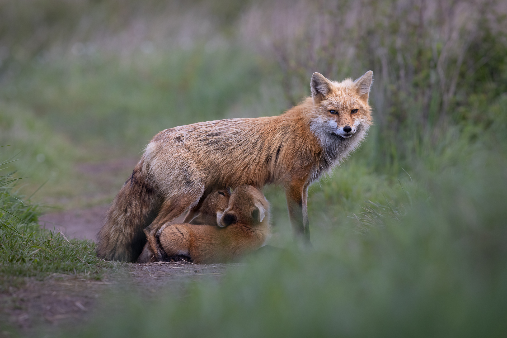 Volpe in allattamento