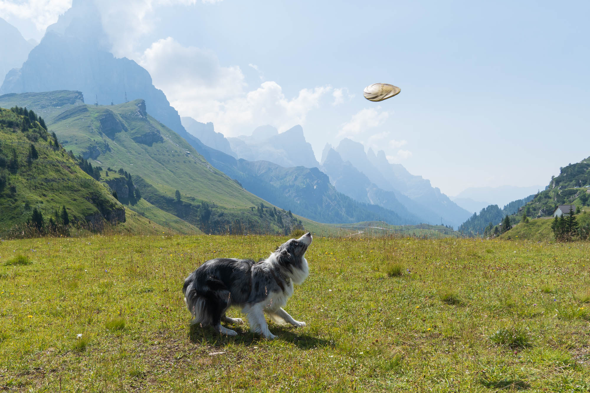 Edge and his frisbee