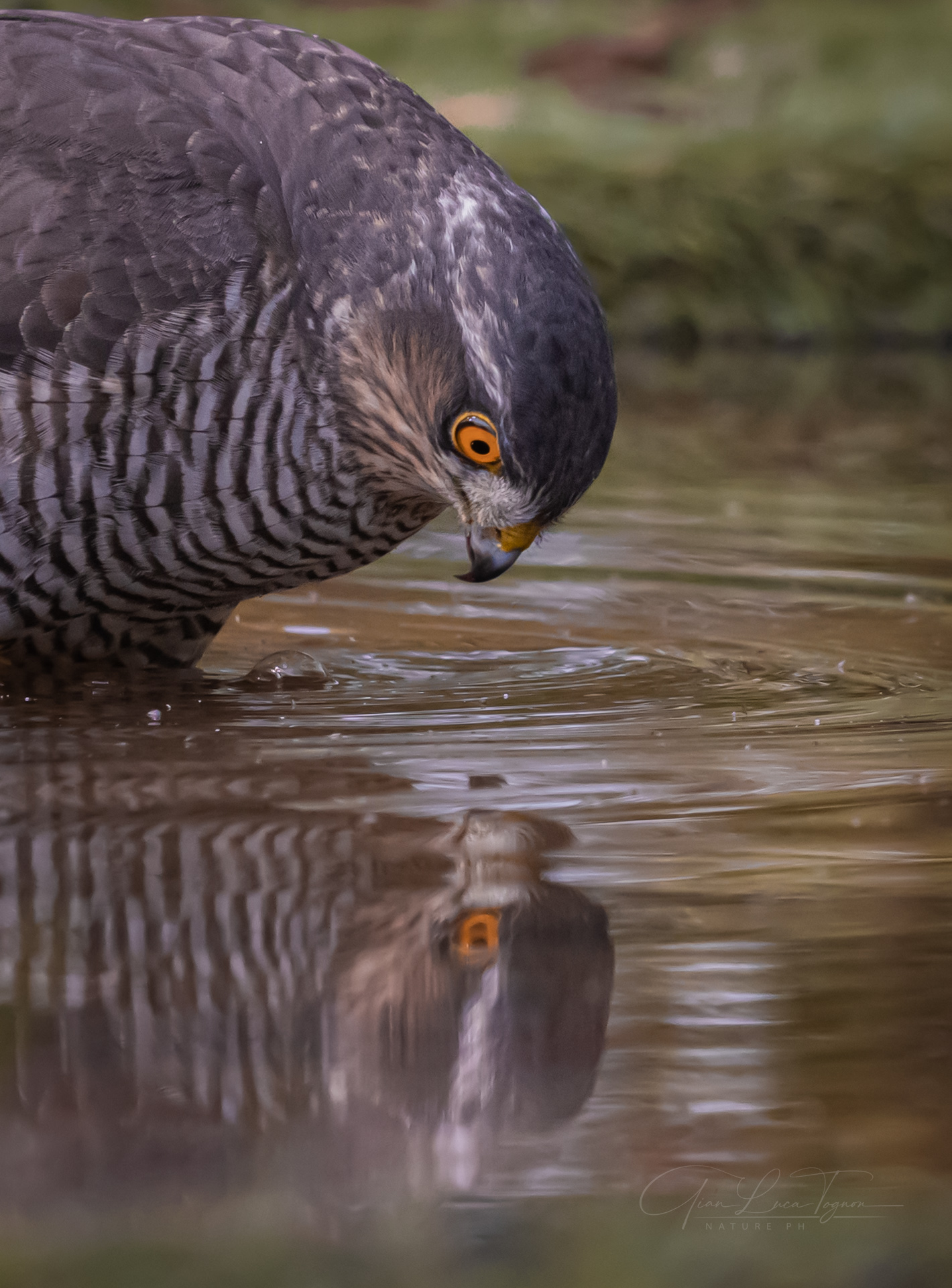 riflessione | reflection