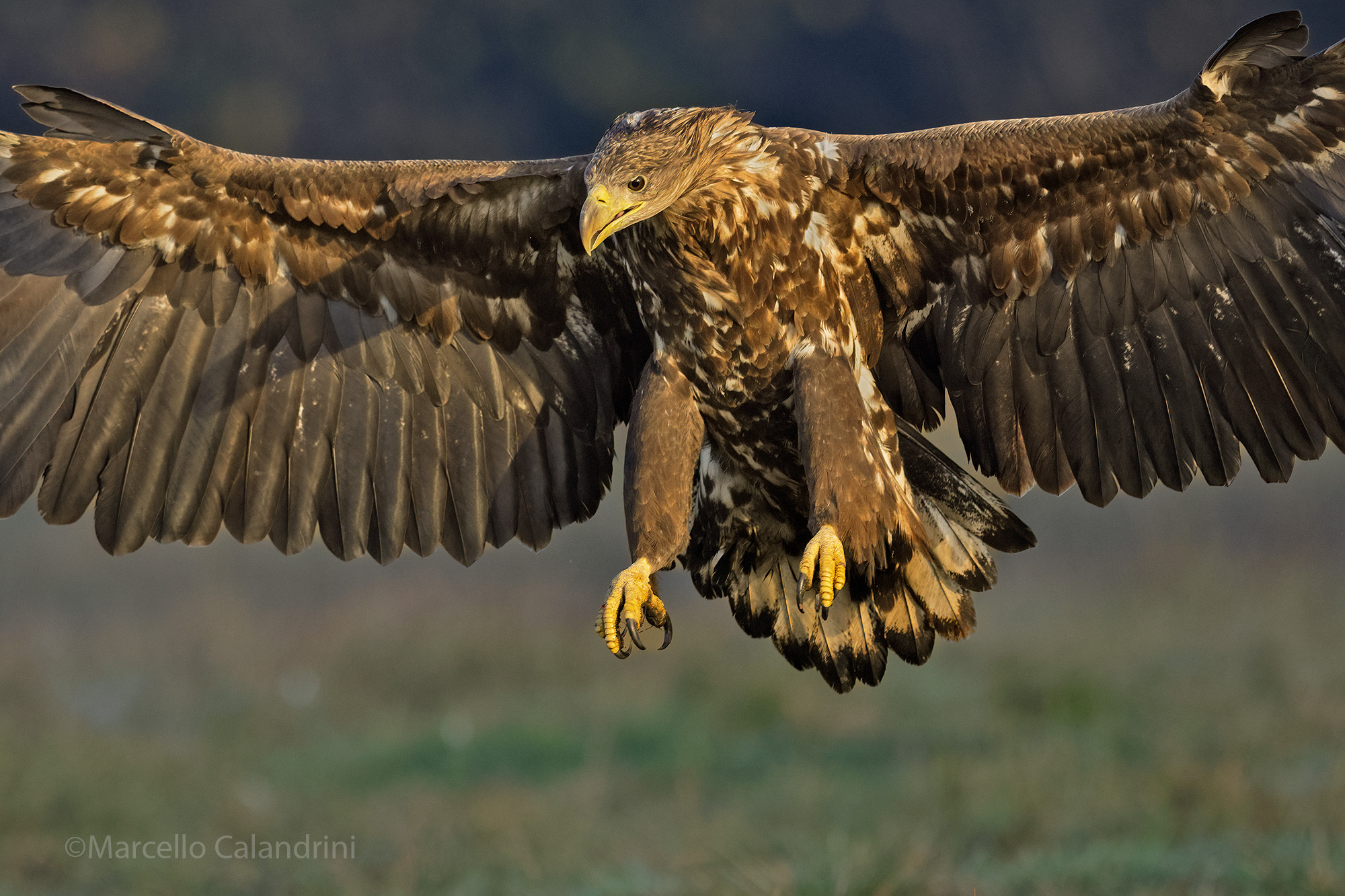 White-tailed sea eagles