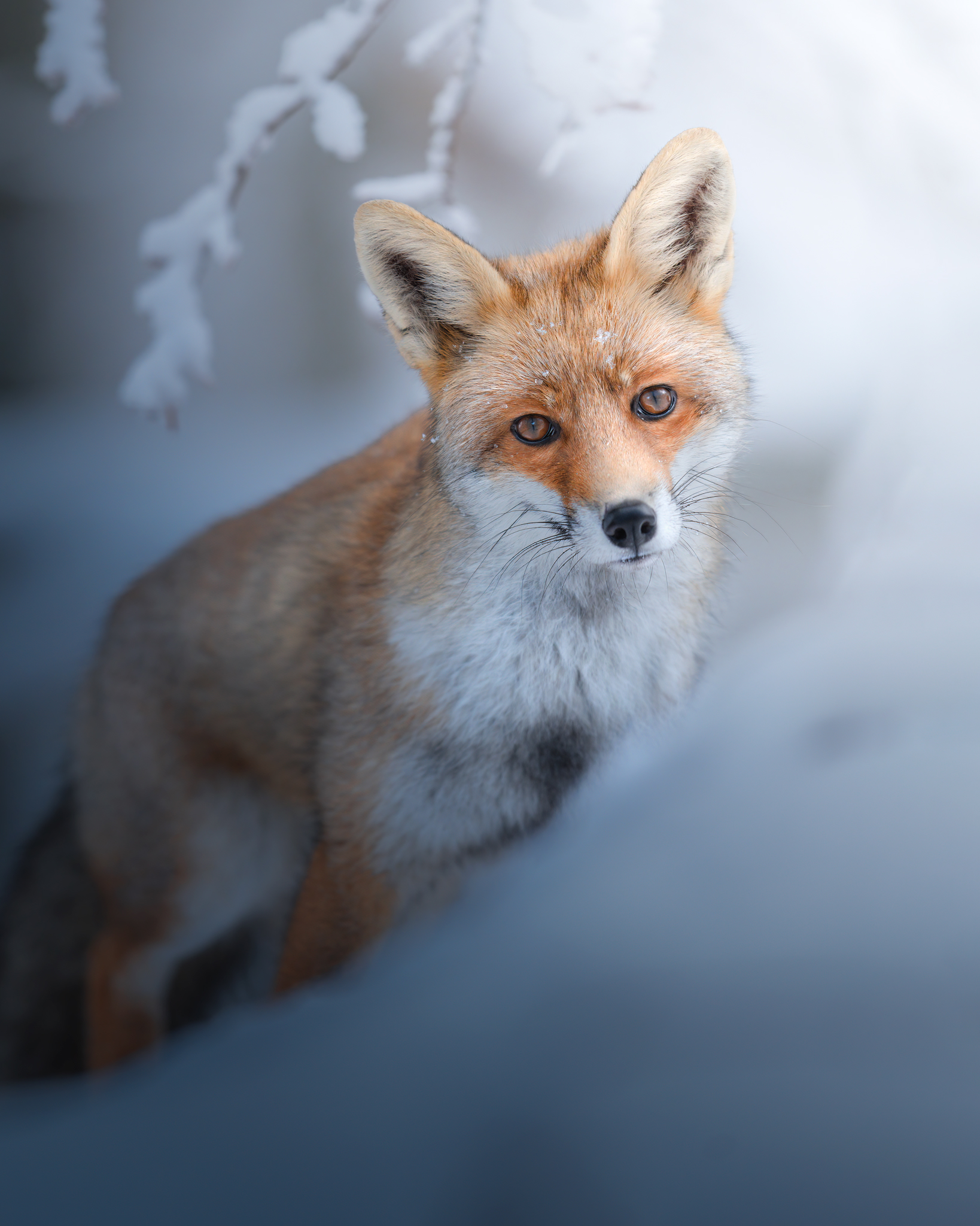 Fox in the snow