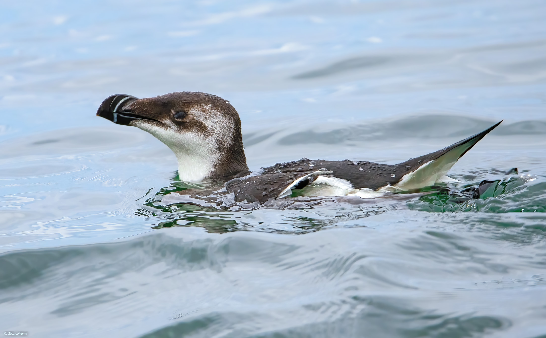 Magpie Sea (Alca torda)