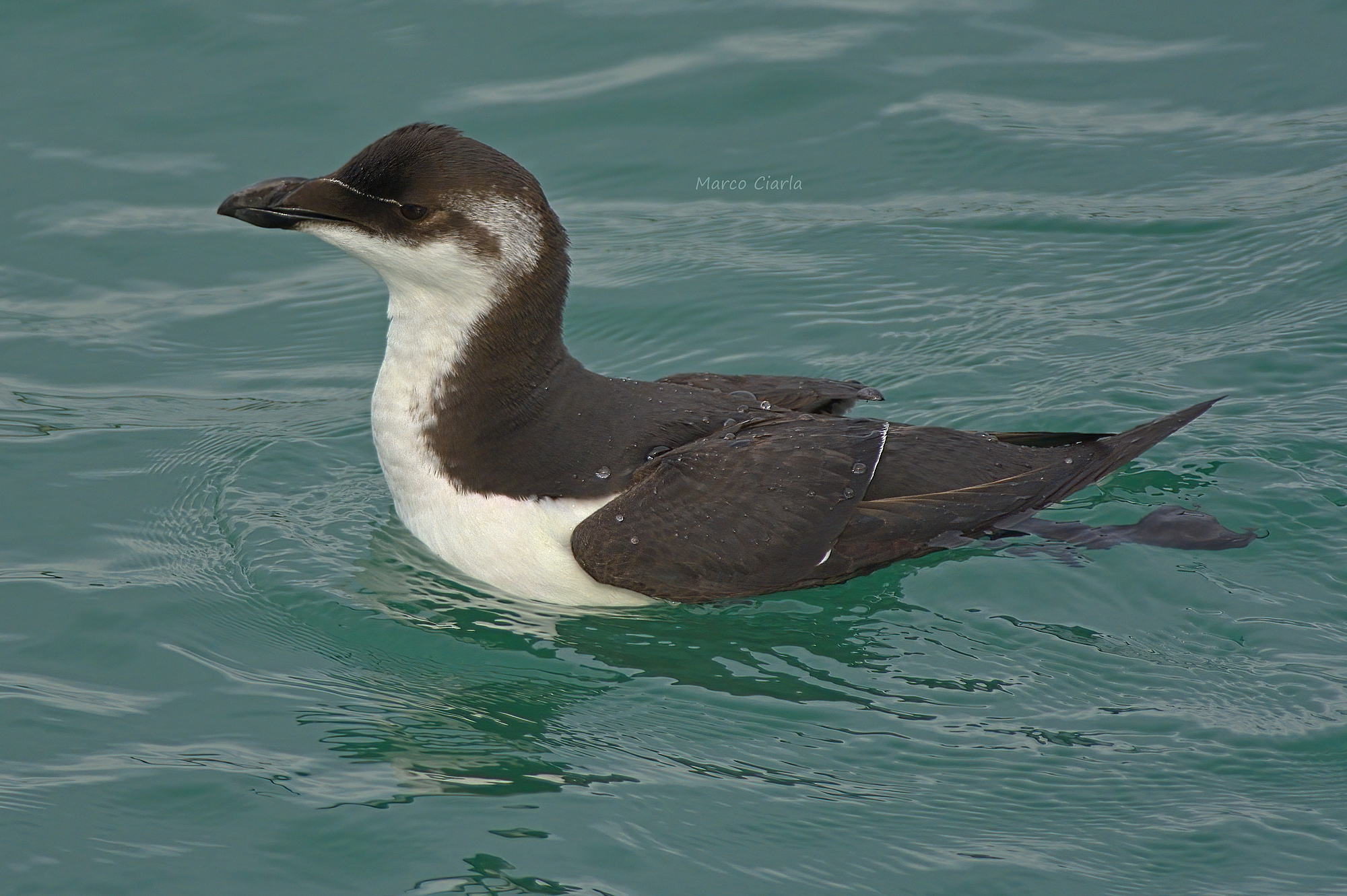Gazza marina (Alca torda)