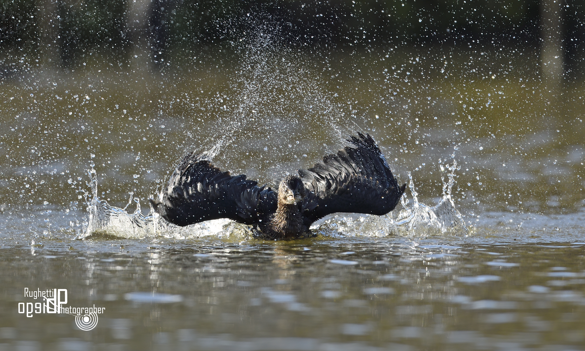 Splash!