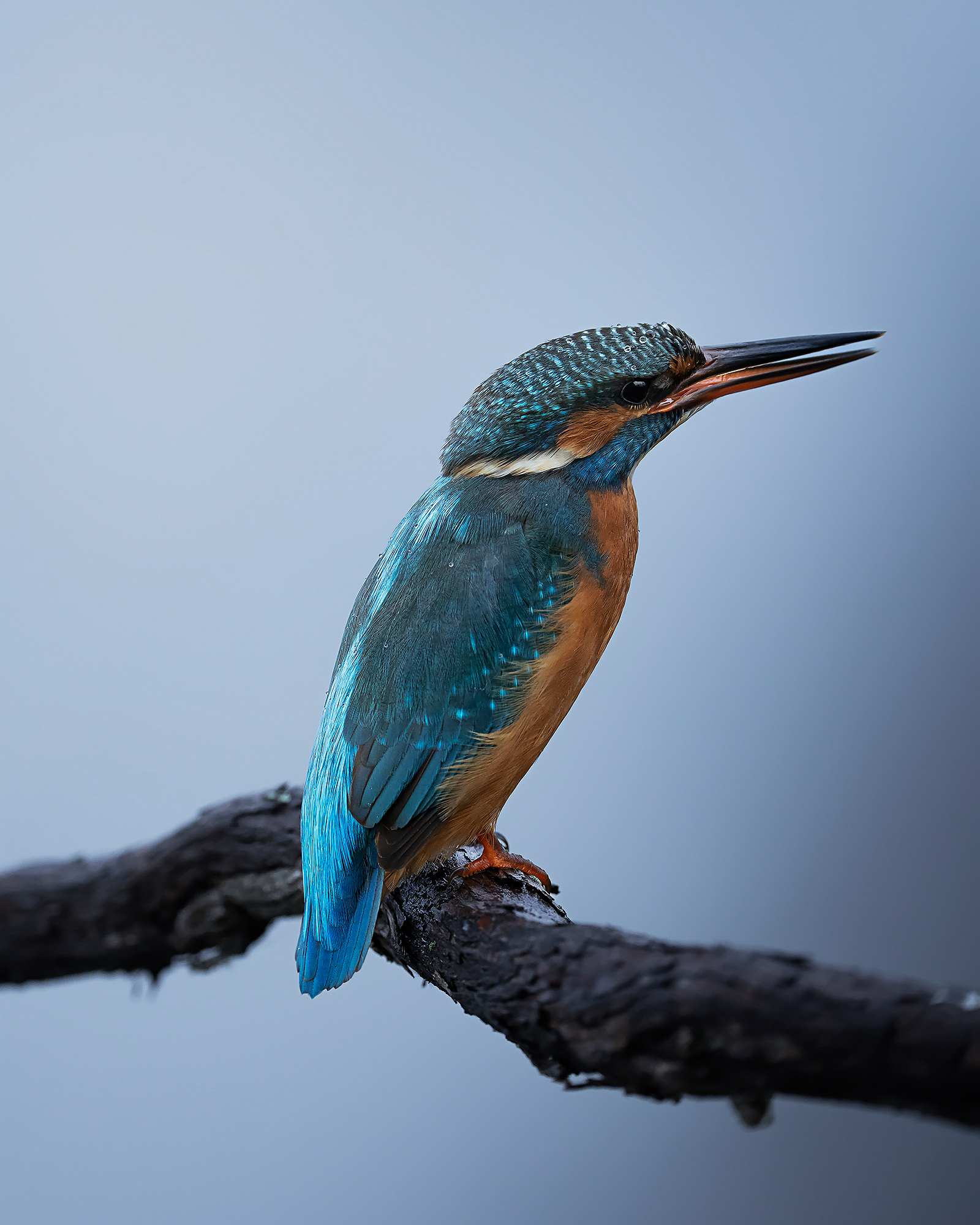 Kingfisher