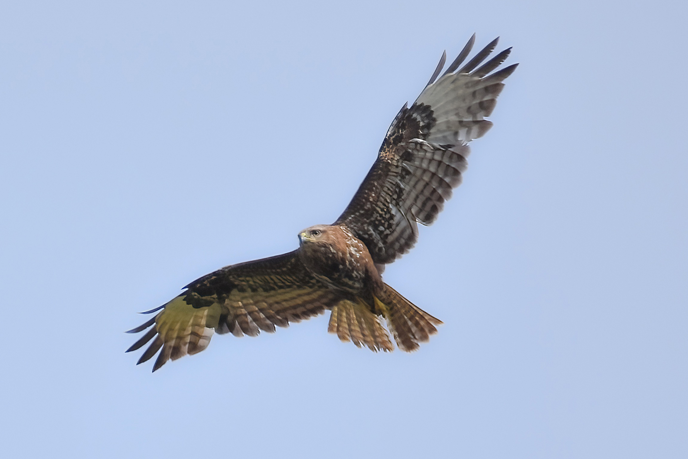 BUZZARD