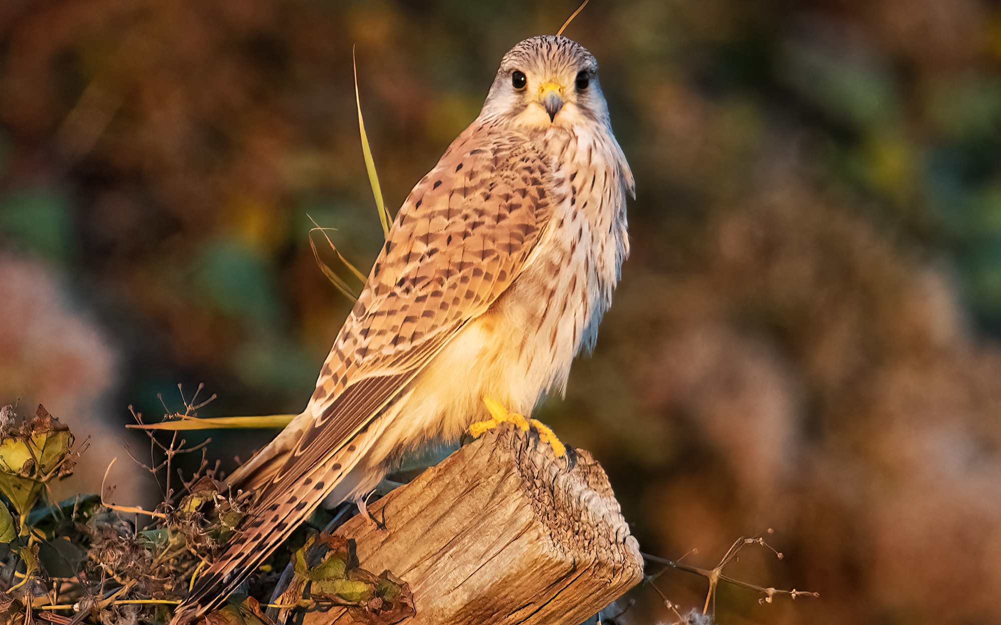 kestrel