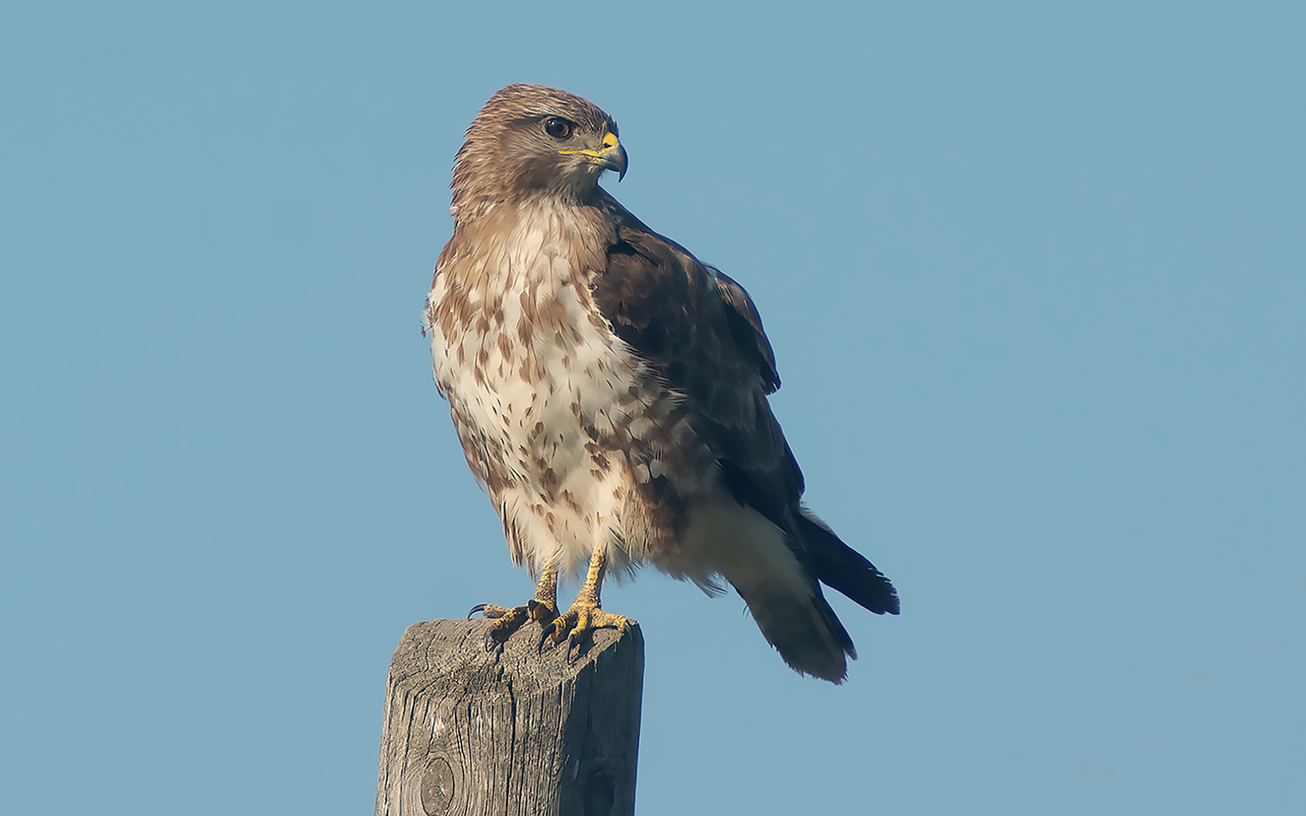 buzzard
