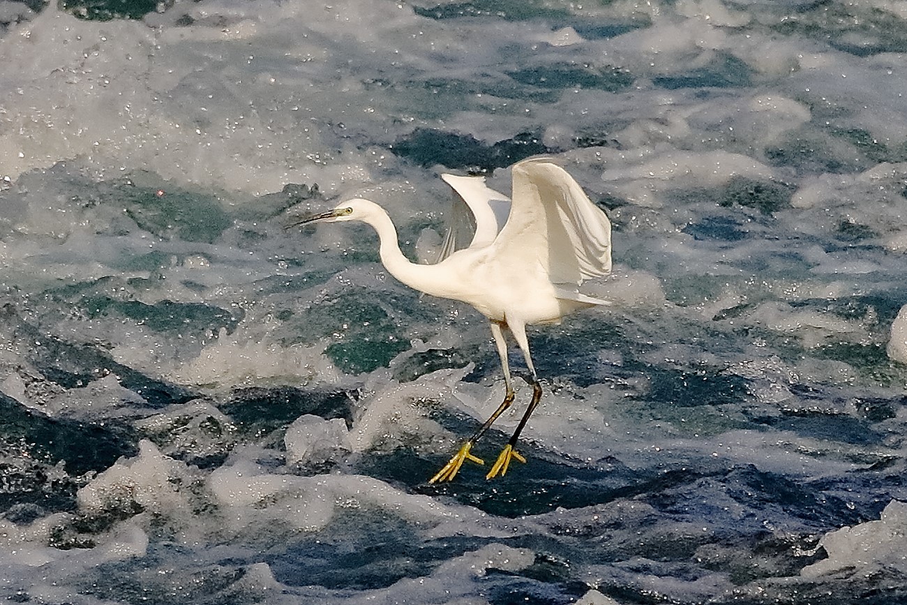 garzetta 19 ottobre 2022