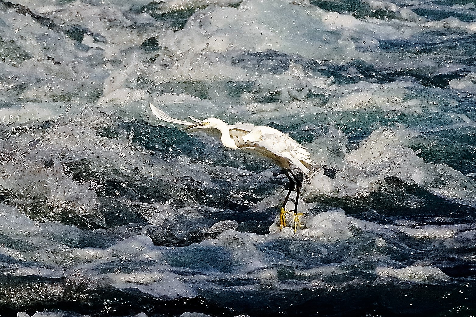 cenerino 19 ottobre 2022