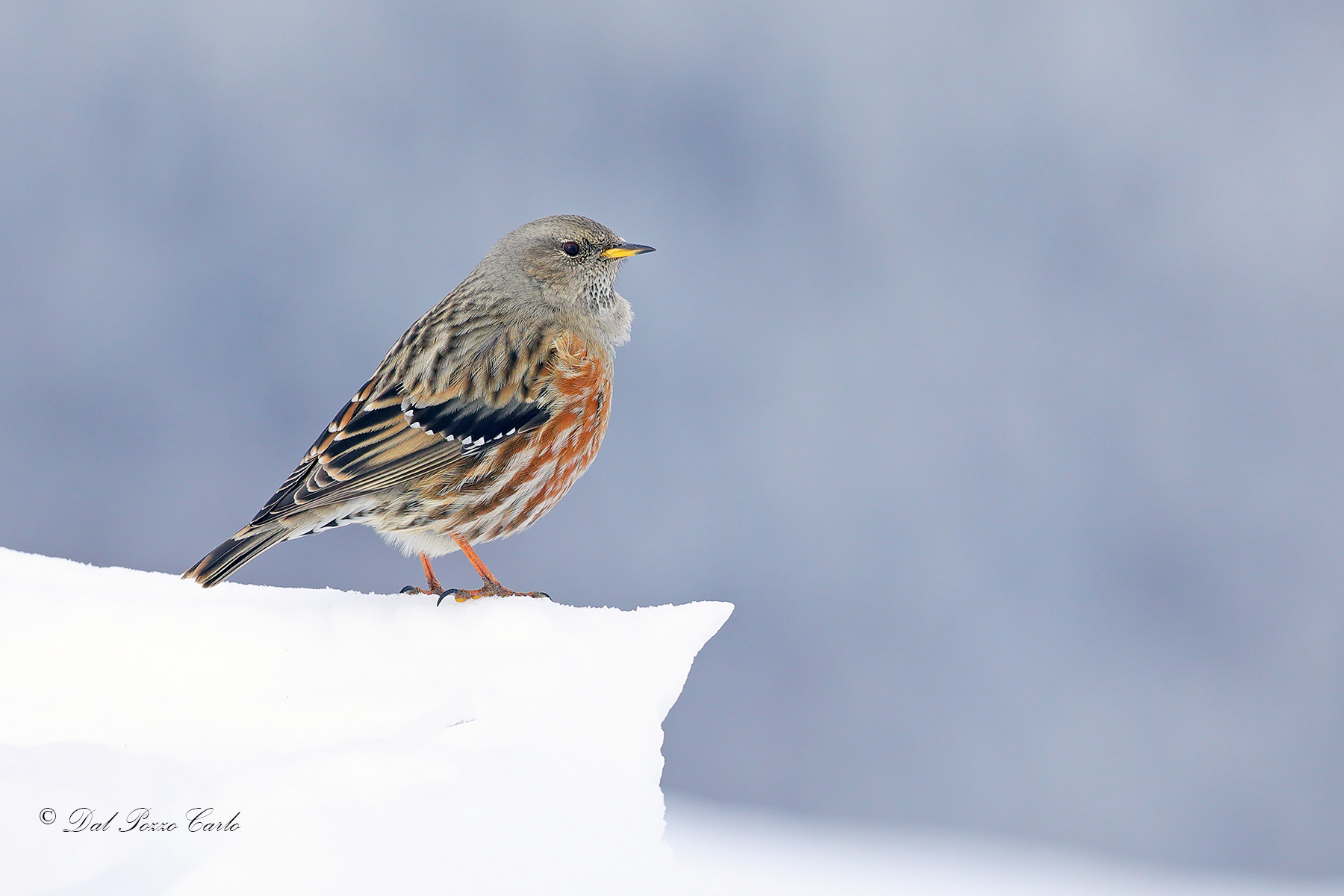 Alpine accentor