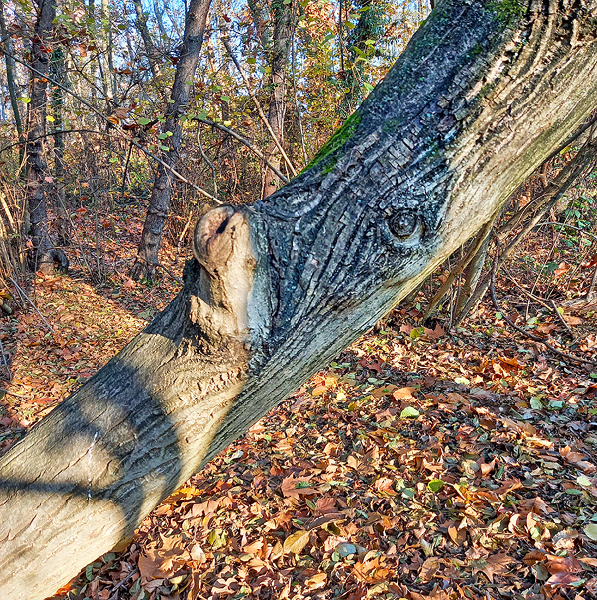 The tree ... piglet.