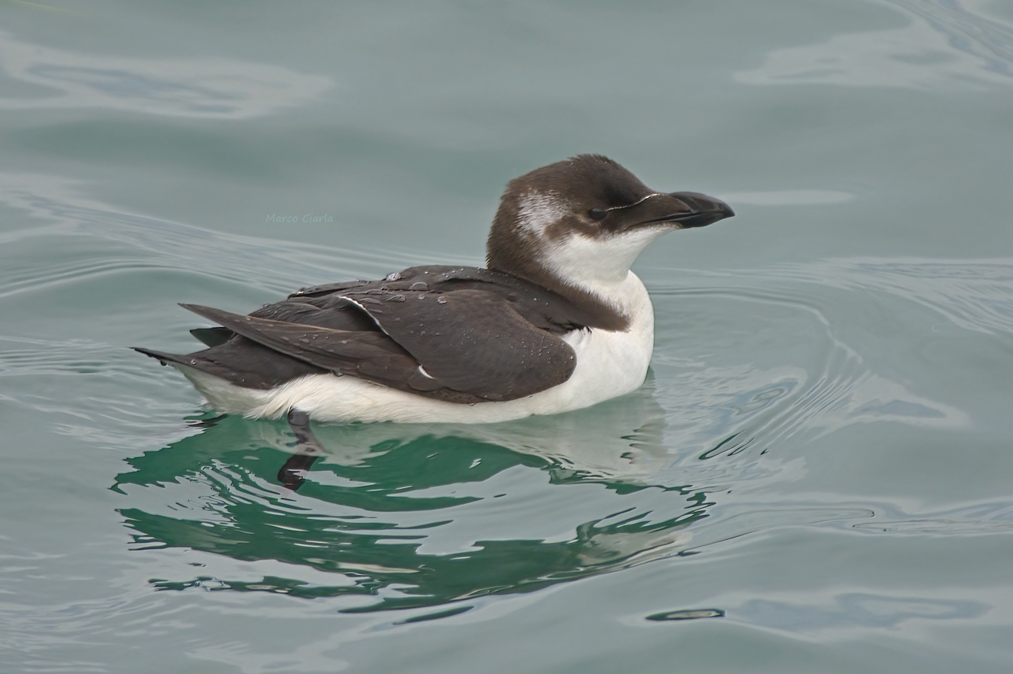Gazza marina (Alca torda)