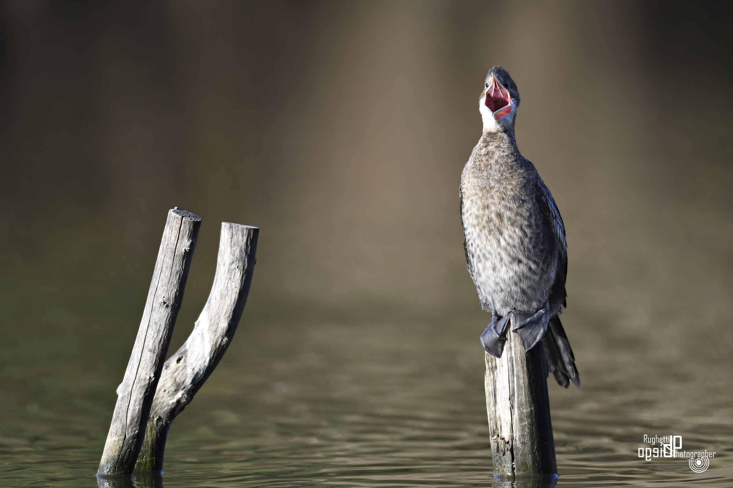 The shag that was believed to be a rooster