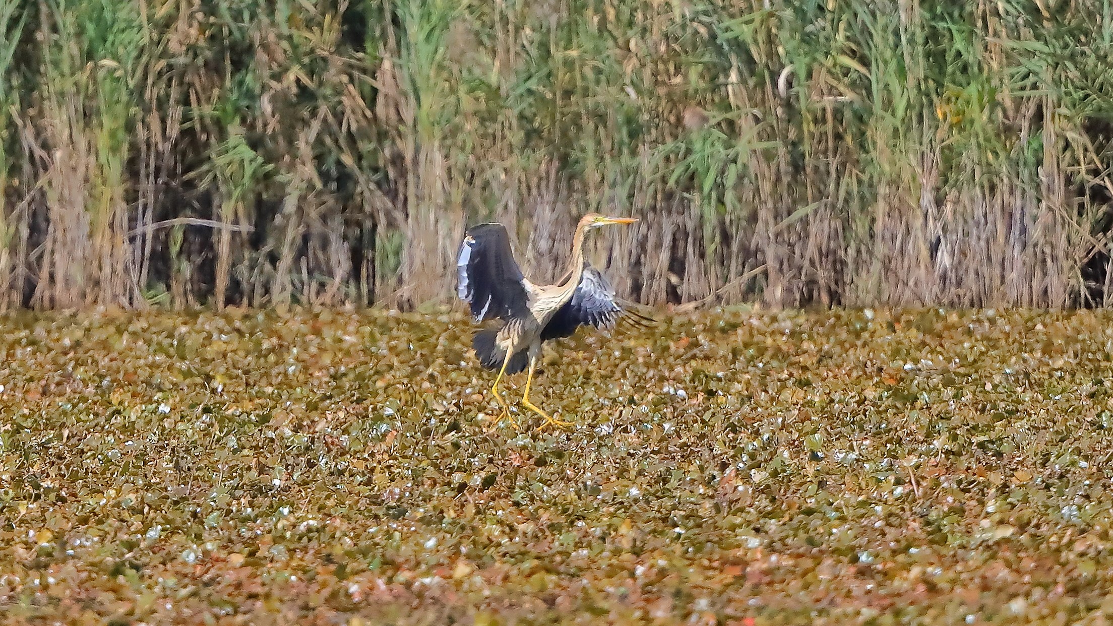 Airone rosso 20-09-2022