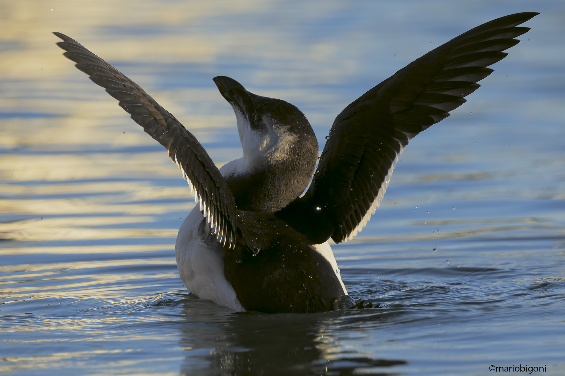Razorbill