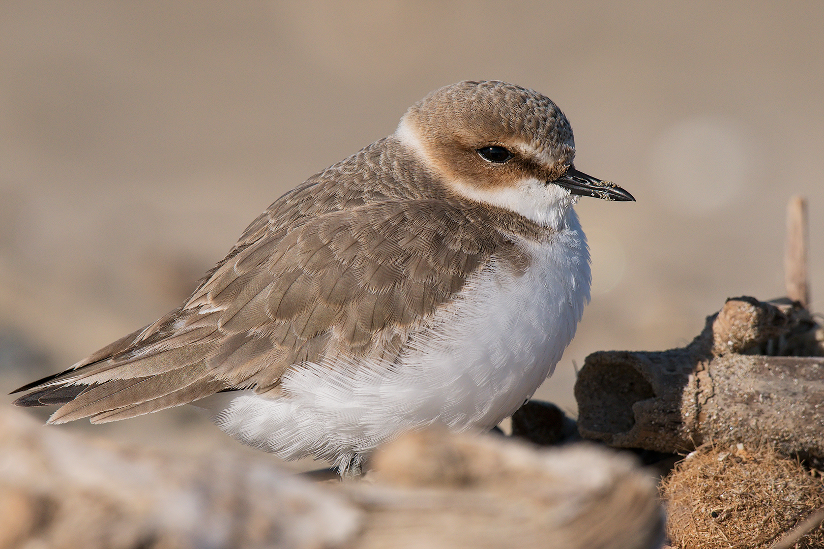 Fratino (female)