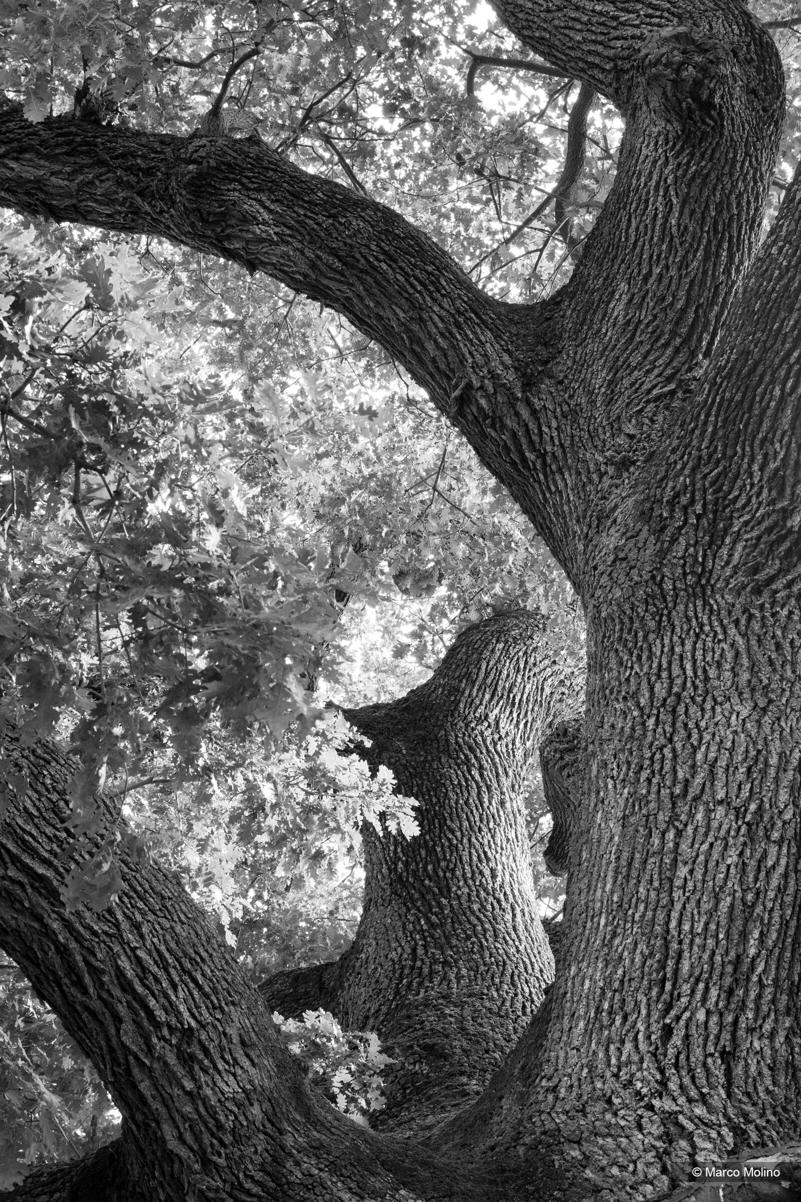 Quercia delle Checche