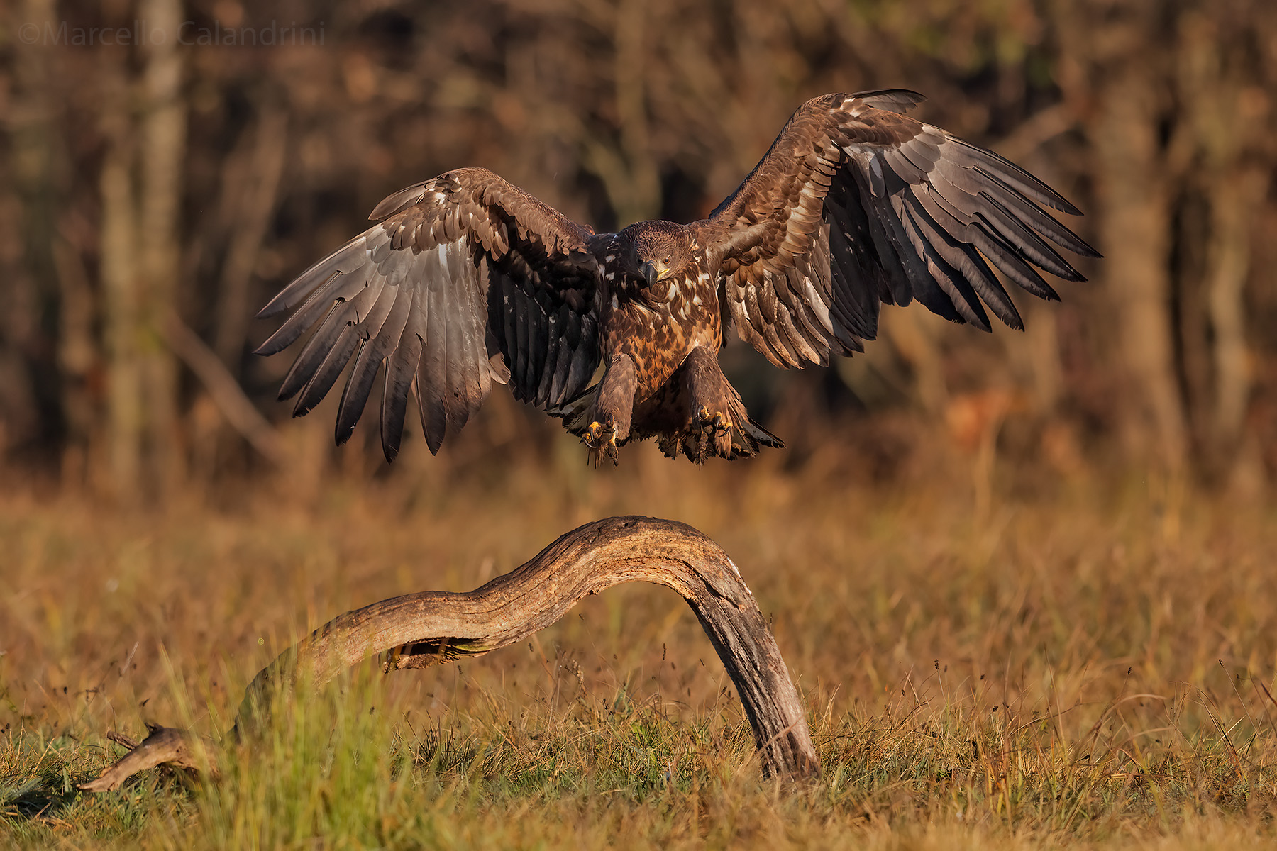 White-tailed sea eagle
