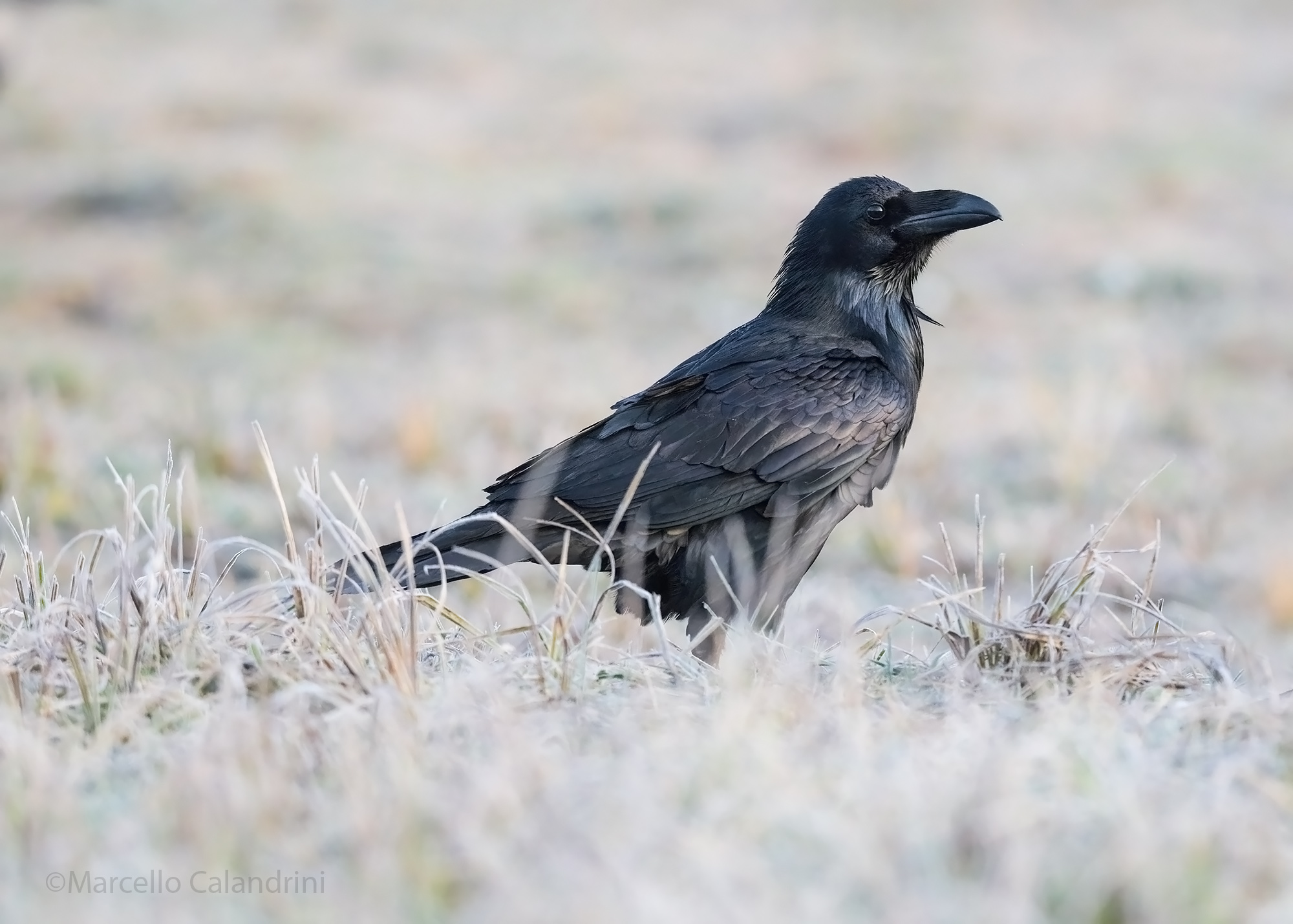 Corvus corax