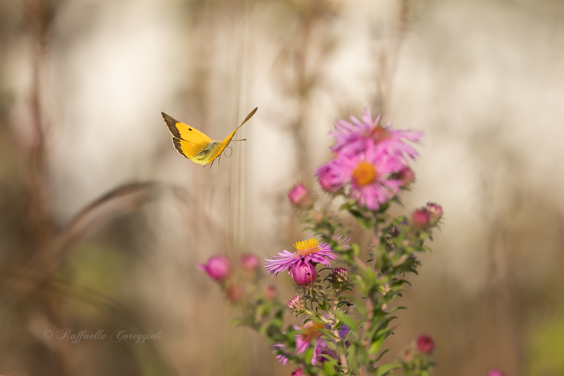 Flying over the Settembrini