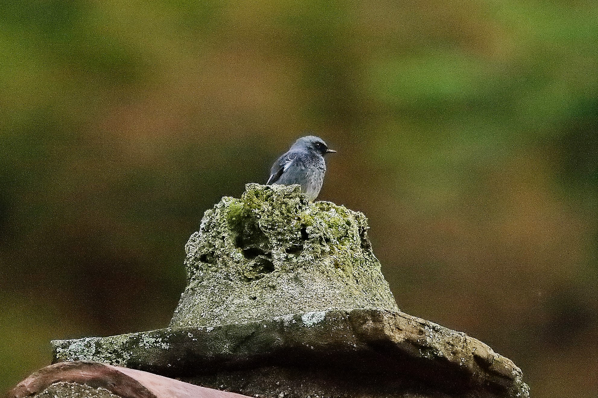 codirosso sp 22 ottobre 2022