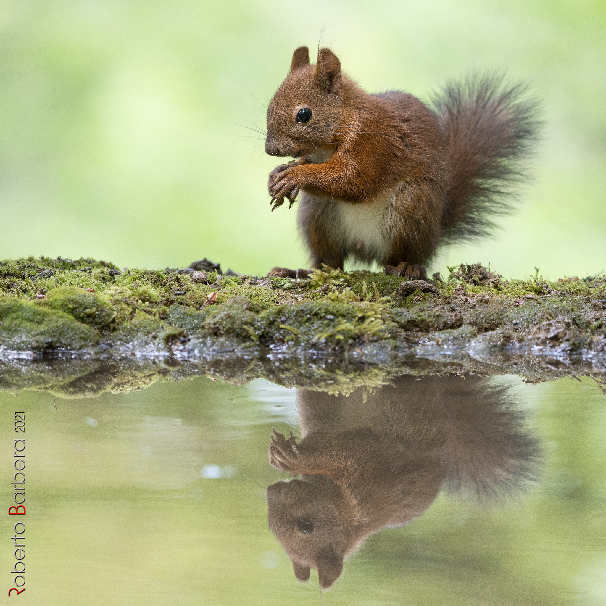 Male squirrel at watering