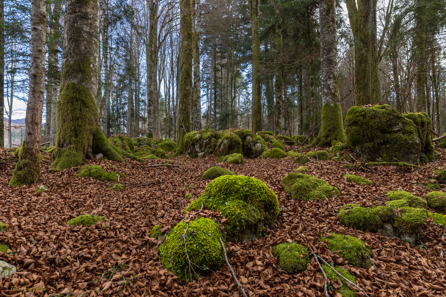 Autunno in foresta del Cansiglio