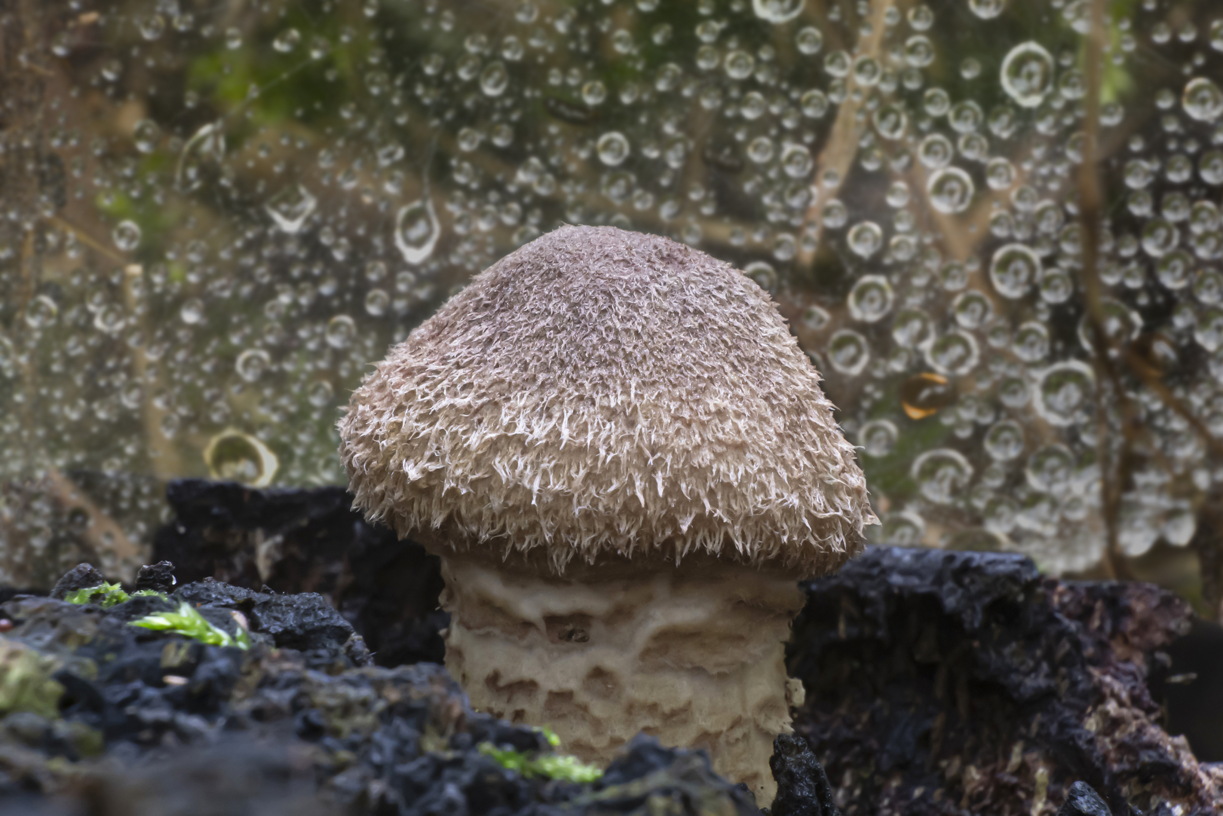 Micro-fungus and dew...