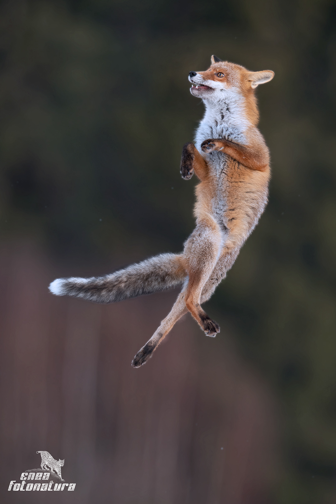 ATTENZIONE!!Volpe volante