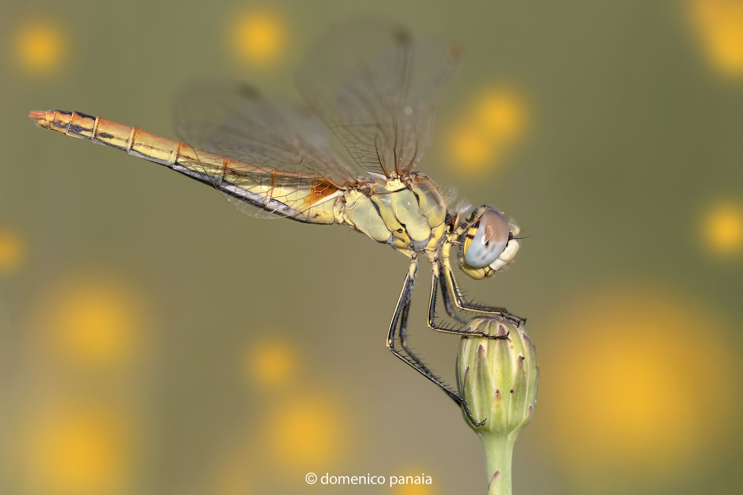 Sympetrum fonscolombii female