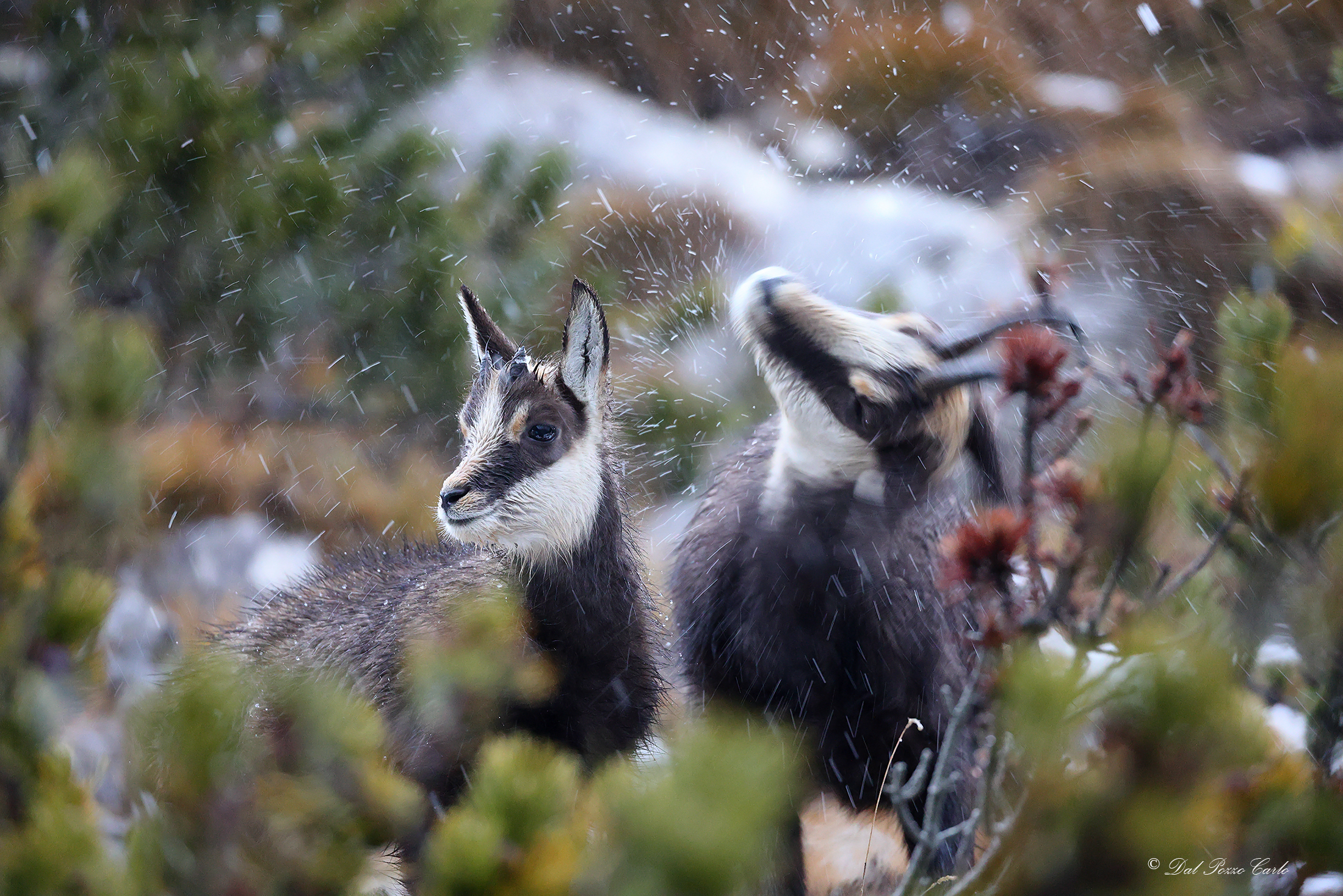 Snowfall with gruntless ...