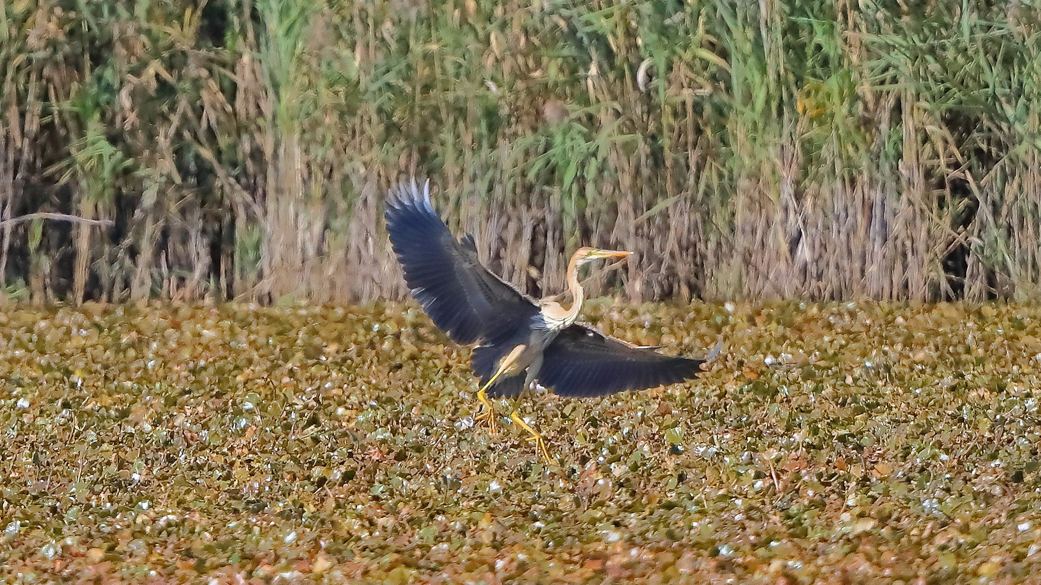 airone rosso 20-09-2022