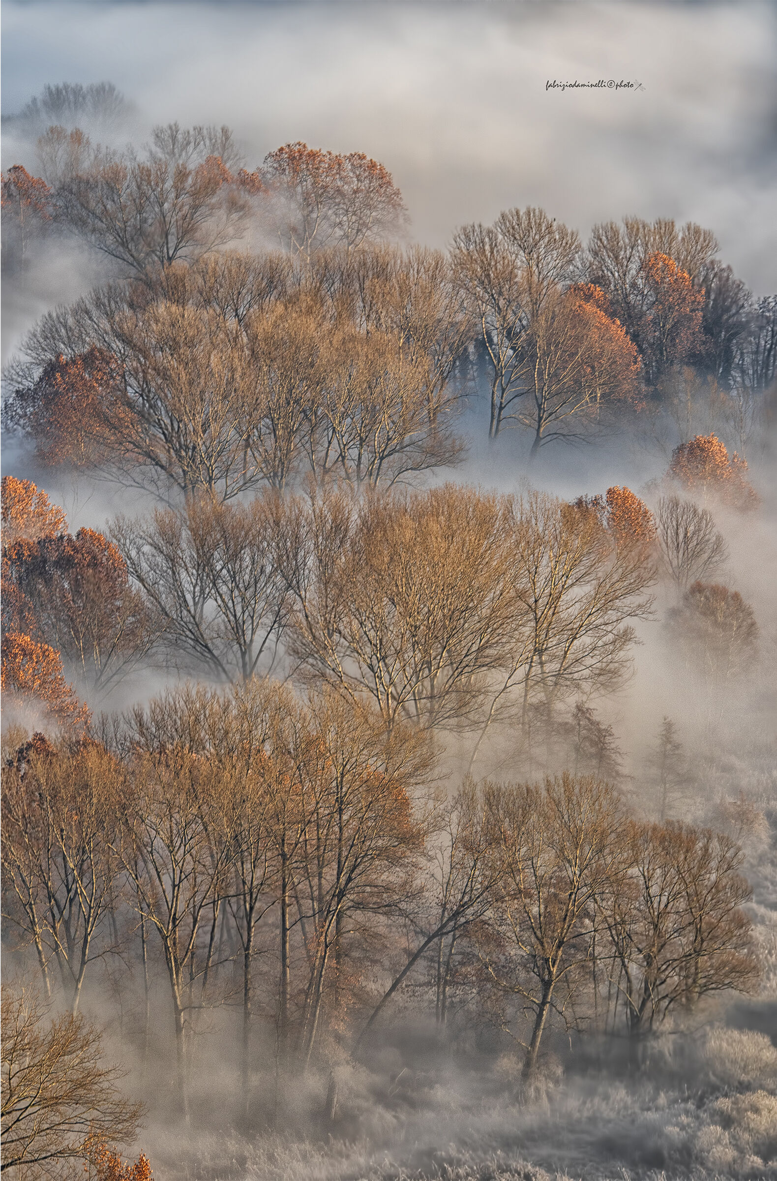 trees and fog